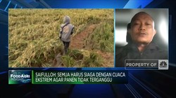 Hujan & Banjir Ancam Panen Raya Padi, Pemerintah Lakukan Apa?