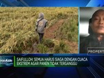 Hujan & Banjir Ancam Panen Raya Padi, Pemerintah Lakukan Apa?