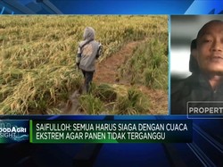 Hujan & Banjir Ancam Panen Raya Padi, Pemerintah Lakukan Apa?