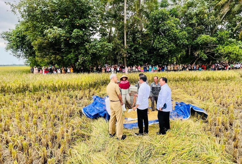 Presiden Joko Widodo didampingi Sekretaris Kabinet Pramono Anung, Menteri Pertahanan Prabowo Subianto, Menteri Pertanian Syahrul Yasin Limpo, Kepala Badan Pangan Nasional Arief Prasetyo Adi, dan Gubernur Jawa Tengah Ganjar Pranowo  meninjau panen raya padi dan berdialog dengan petani di Desa Lajer, Kecamatan Ambal, Kabupaten Kebumen, Provinsi Jawa Tengah Kamis (9/3/2023). (Dok: Biro Pers Sekretariat Presiden)