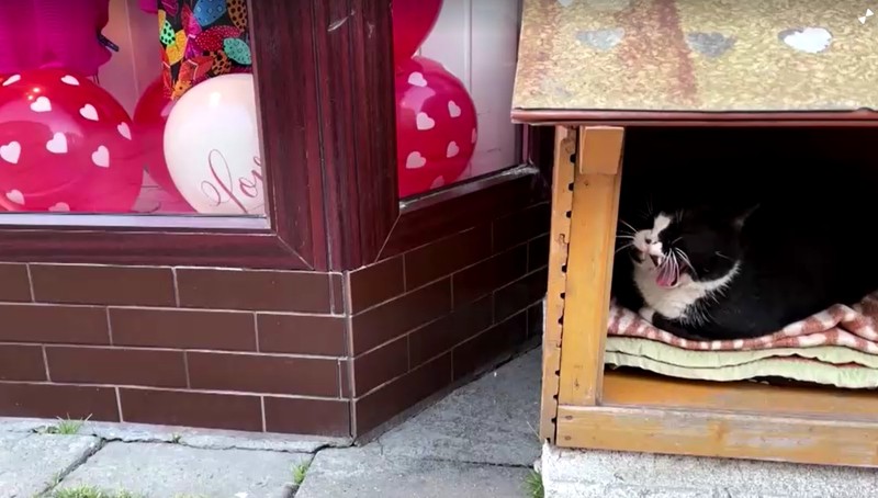 Gacek the cat sits in a small open-fronted wooden box in Szczecin, Poland, March 1, 2023. REUTERS