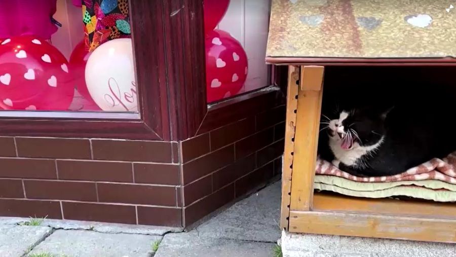 Gacek the cat sits in a small open-fronted wooden box in Szczecin, Poland, March 1, 2023. REUTERS