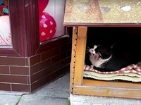 Gacek, Kucing Jalanan yang Viral Hidupi Ekonomi di Polandia