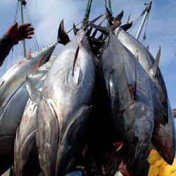 KKP Pelototi Harga Ikan, di Jawa Tengah Kakap Cuma Dihargai Rp5.000