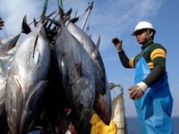 KKP Pelototi Harga Ikan, di Jawa Tengah Kakap Cuma Dihargai Rp5.000