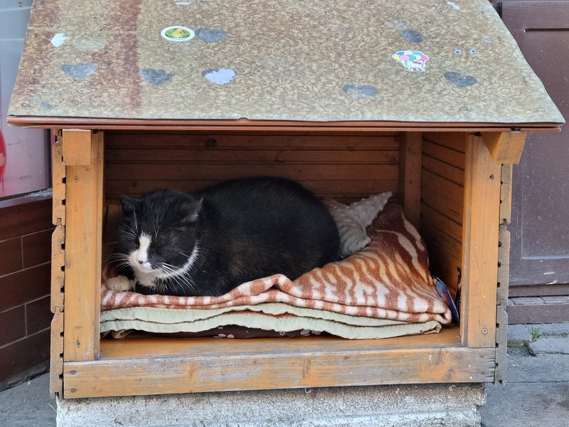 Gacek the cat sits in a small open-fronted wooden box in Szczecin, Poland, March 1, 2023. REUTERS