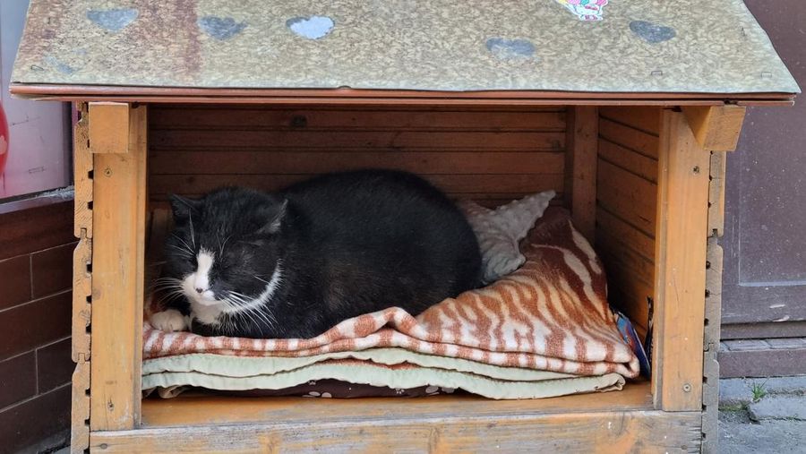Gacek the cat sits in a small open-fronted wooden box in Szczecin, Poland, March 1, 2023. REUTERS