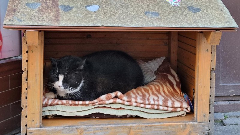 Gacek the cat sits in a small open-fronted wooden box in Szczecin, Poland, March 1, 2023. REUTERS