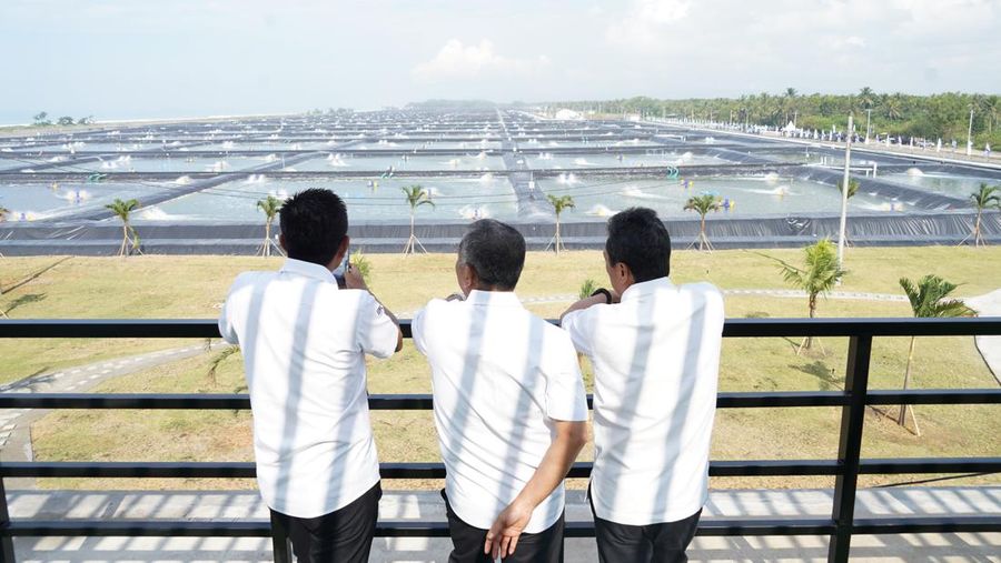 Presiden Joko Widodo meresmikan Tambak Budidaya Udang Berbasis Kawasan di Kabupaten Kebumen, Jawa Tengah. Ini adalah tambak udang modern pertama sekaligus terbesar di Indonesia. (Dok: KKP)