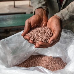China Kirim Bencana Baru! Petani RI Bisa Semakin Menderita