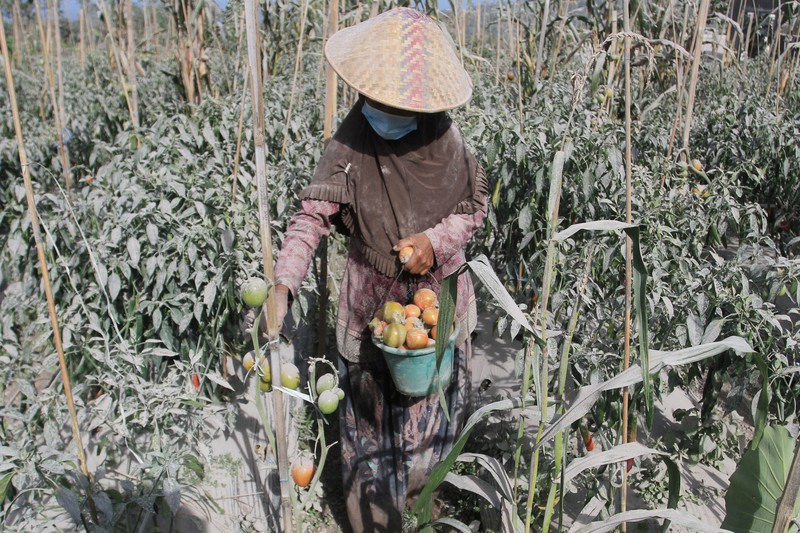 A farmer pics tomatoes covered with dust following an eruptions of Mount Merapi erupted in Boyolali, Central Java on March 13, 2023. (Photo by DEVI RAHMAN / AFP) (Photo by DEVI RAHMAN/AFP via Getty Images)