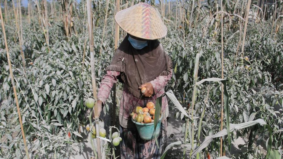 A farmer pics tomatoes covered with dust following an eruptions of Mount Merapi erupted in Boyolali, Central Java on March 13, 2023. (Photo by DEVI RAHMAN / AFP) (Photo by DEVI RAHMAN/AFP via Getty Images)
