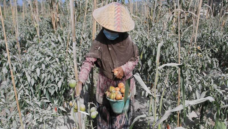 A farmer pics tomatoes covered with dust following an eruptions of Mount Merapi erupted in Boyolali, Central Java on March 13, 2023. (Photo by DEVI RAHMAN / AFP) (Photo by DEVI RAHMAN/AFP via Getty Images)