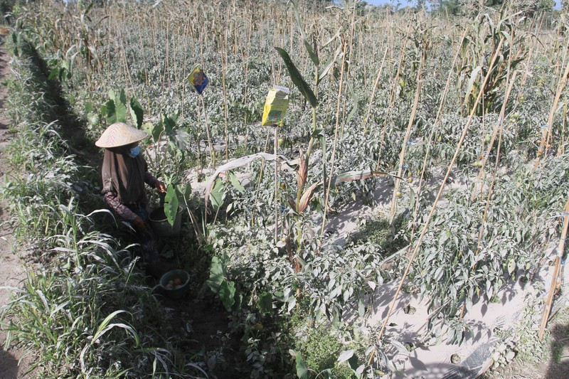 A farmer pics tomatoes covered with dust following an eruptions of Mount Merapi erupted in Boyolali, Central Java on March 13, 2023. (Photo by DEVI RAHMAN / AFP) (Photo by DEVI RAHMAN/AFP via Getty Images)