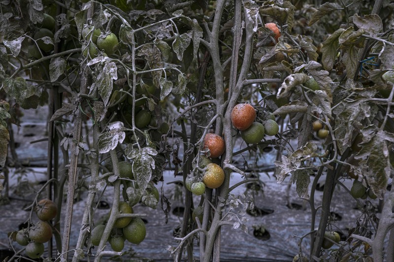 1248126574 A farmer pics tomatoes covered with dust following an eruptions of Mount Merapi erupted in Boyolali, Central Java on March 13, 2023. (Photo by DEVI RAHMAN / AFP) (Photo by DEVI RAHMAN/AFP via Getty Images)