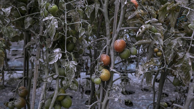 A farmer pics tomatoes covered with dust following an eruptions of Mount Merapi erupted in Boyolali, Central Java on March 13, 2023. (Photo by DEVI RAHMAN / AFP) (Photo by DEVI RAHMAN/AFP via Getty Images)