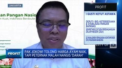 Pak Jokowi Tolong! Harga Ayam Naik Tapi Peternak Malah Nangis