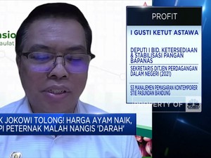 Pak Jokowi Tolong! Harga Ayam Naik Tapi Peternak Malah Nangis