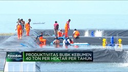 KKP Bangun Tambak Udang Modern Raksasa, Segini Produksinya!