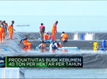 KKP Bangun Tambak Udang Modern Raksasa, Segini Produksinya!