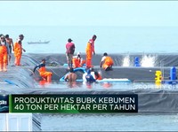 KKP Bangun Tambak Udang Modern Raksasa, Segini Produksinya!