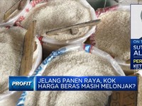 Jelang Panen Raya Tapi Harga Beras Masih Tinggi, Kok Bisa?