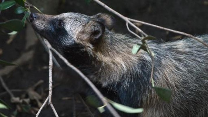 View of a raccoon dog or Tanuki (Nyctereutes procyonoides) at the Chapultpec Zoo in Mexico City on August 06, 2015. A month ago nine raccoon dog pups were born. This species is native from Japan and China, and the parents of the cubs were donated by Japan. AFP PHOTO / ALFREDO ESTRELLA (Photo by ALFREDO ESTRELLA / AE / AFP)