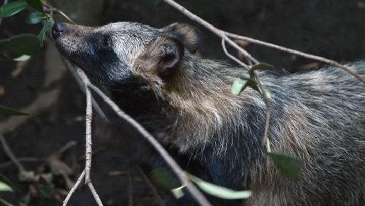 MEXICO-ZOO-RACCOON DOGS-FEATURE View of a raccoon dog or Tanuki (Nyctereutes procyonoides) at the Chapultpec Zoo in Mexico City on August 06, 2015. A month ago nine raccoon dog pups were born. This species is native from Japan and China, and the parents of the cubs were donated by Japan. AFP PHOTO / ALFREDO ESTRELLA (Photo by ALFREDO ESTRELLA / AE / AFP)