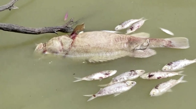 Tingkat oksigen yang rendah di sungai terpanjang kedua di Australia menjadi penyebab kematian ikan massal baru-baru ini di bagian terpencil negara bagian New South Wales, kata otoritas lingkungan. (Tangkapan Layar Video Reuters)