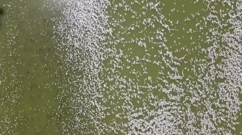 Tingkat oksigen yang rendah di sungai terpanjang kedua di Australia menjadi penyebab kematian ikan massal baru-baru ini di bagian terpencil negara bagian New South Wales, kata otoritas lingkungan. Tingkat oksigen yang rendah di sungai terpanjang kedua di Australia menjadi penyebab kematian ikan massal baru-baru ini di bagian terpencil negara bagian New South Wales, kata otoritas lingkungan. (Tangkapan Layar Video Reuters)