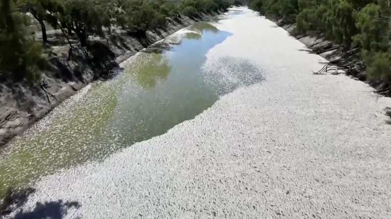 Tingkat oksigen yang rendah di sungai terpanjang kedua di Australia menjadi penyebab kematian ikan massal baru-baru ini di bagian terpencil negara bagian New South Wales, kata otoritas lingkungan. (Tangkapan Layar Video Reuters)