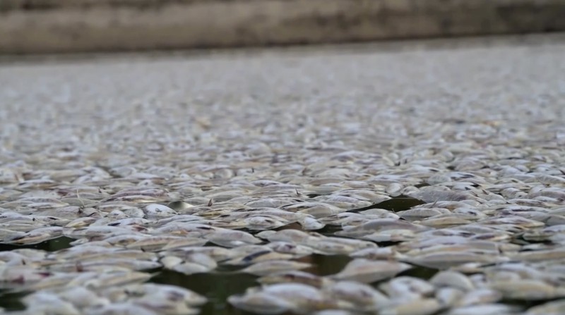 Tingkat oksigen yang rendah di sungai terpanjang kedua di Australia menjadi penyebab kematian ikan massal baru-baru ini di bagian terpencil negara bagian New South Wales, kata otoritas lingkungan. (Tangkapan Layar Video Reuters)