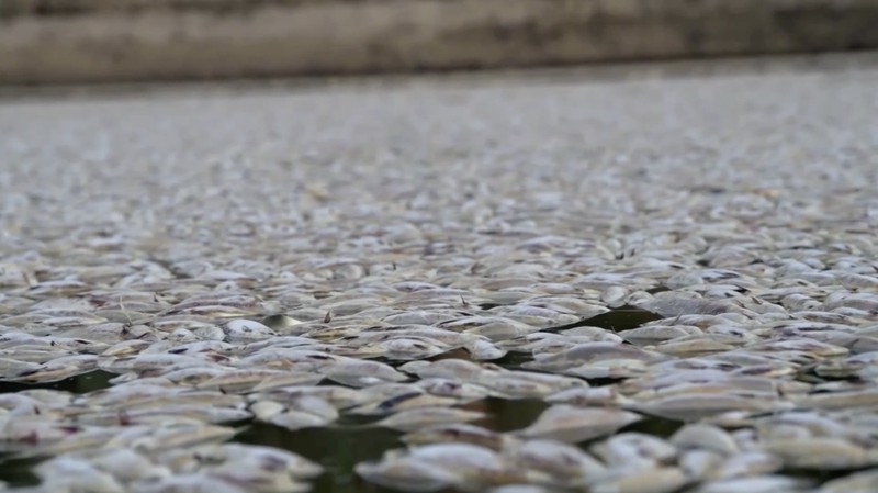 Tingkat oksigen yang rendah di sungai terpanjang kedua di Australia menjadi penyebab kematian ikan massal baru-baru ini di bagian terpencil negara bagian New South Wales, kata otoritas lingkungan. (Tangkapan Layar Video Reuters)