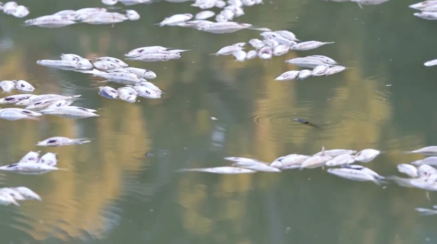Tingkat oksigen yang rendah di sungai terpanjang kedua di Australia menjadi penyebab kematian ikan massal baru-baru ini di bagian terpencil negara bagian New South Wales, kata otoritas lingkungan. (Tangkapan Layar Video Reuters)