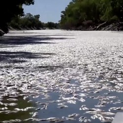 Potret Ngeri Jutaan ikan Mati di Australia, Ini Penyebabnya
