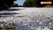 Potret Ngeri Jutaan ikan Mati di Australia, Ini Penyebabnya