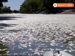 Potret Ngeri Jutaan ikan Mati di Australia, Ini Penyebabnya
