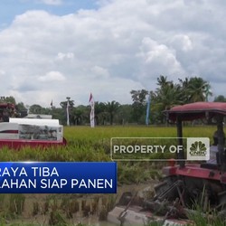 Video: Hore! Panen Raya Tiba, 800 Hektare Lahan Siap Panen