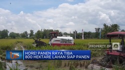 Video: Hore! Panen Raya Tiba, 800 Hektare Lahan Siap Panen