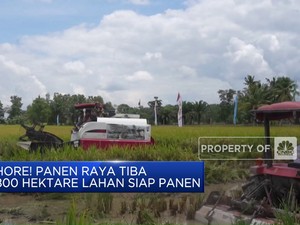Video: Hore! Panen Raya Tiba, 800 Hektare Lahan Siap Panen