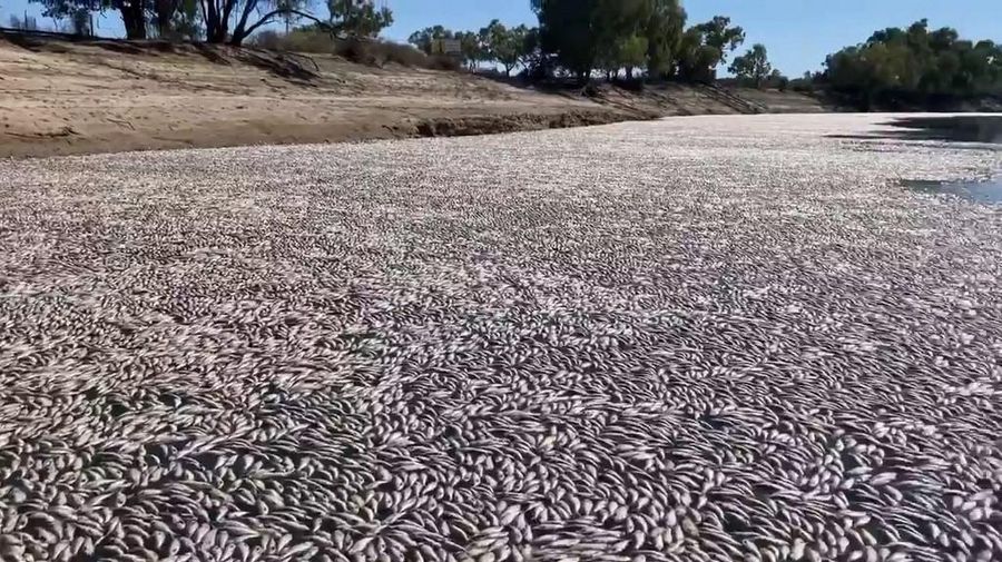 Jutaan ekor ikan mati di sungai yang luas di dekat sebuah kota terpencil di pedalaman Australia. (AFP/HANDOUT)