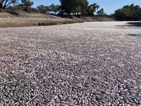 Australia Geger, Jutaan Ikan Mati Terebus Matang di Sungai