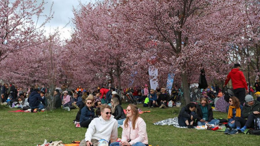 HELSINKI, UUSIMAA, FINLAND - 2022/05/15: People have a picnic in front of cherry blossoms during the Sakura festival. Every year in May, Sakura festival of Japanese culture takes place in Helsinki in Roihuvuori Cherry Park. (Photo by Takimoto Marina/SOPA Images/LightRocket via Getty Images)