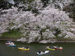 Jepang Rilis Waktu Sakura Mekar 2026, Siap-siap Pesan Tiket Pesawat