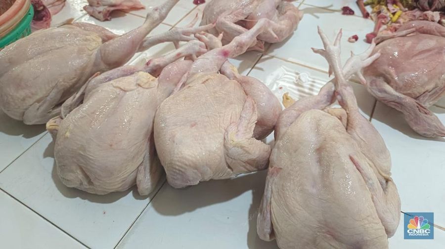 Harga daging ayam stabil jelang puasa. Harganya bervariasi mulai dari Rp 35.000 /ekor hingga Rp 47.000 /ekor. (CNBC Indonesia/Martyasari Rizky)