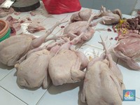 Harga Daging Ayam Sudah 'Meledak', Bapanas Masih Adem Ayem
