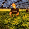 Resmi, Negara Kaya Raya Ini Mau Legalkan Konsumsi Ganja