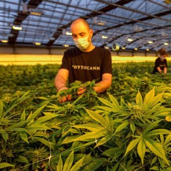 Resmi, Negara Kaya Raya Ini Mau Legalkan Konsumsi Ganja