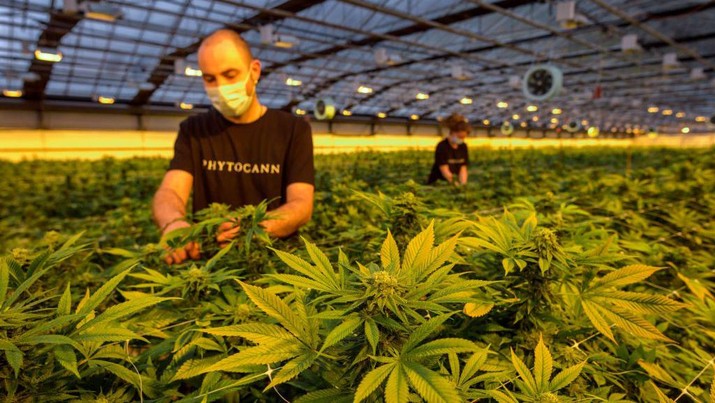 Staff pose in a greenhouse at the CBD cannabis production company Phytocann near Ollon, western Switzerland on May 19, 2021.  (Photo by Fabrice COFFRINI / AFP) (Photo by FABRICE COFFRINI/AFP via Getty Images)
