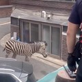 Heboh Zebra Kabur dari Kebun Binatang, Jalan-jalan 3 Jam